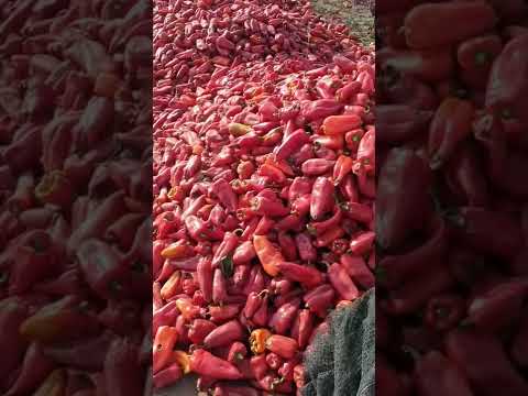 Culturi de ardei afectate în comuna Visani