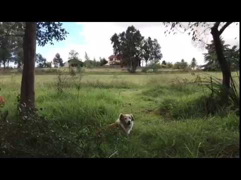 El arroyo Colorado Chico, sin contaminar, con tarariras y nutrias