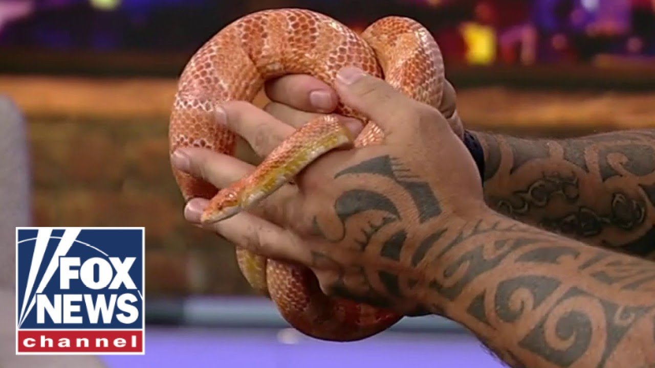 Promotional video thumbnail 1 for Reptile Partys