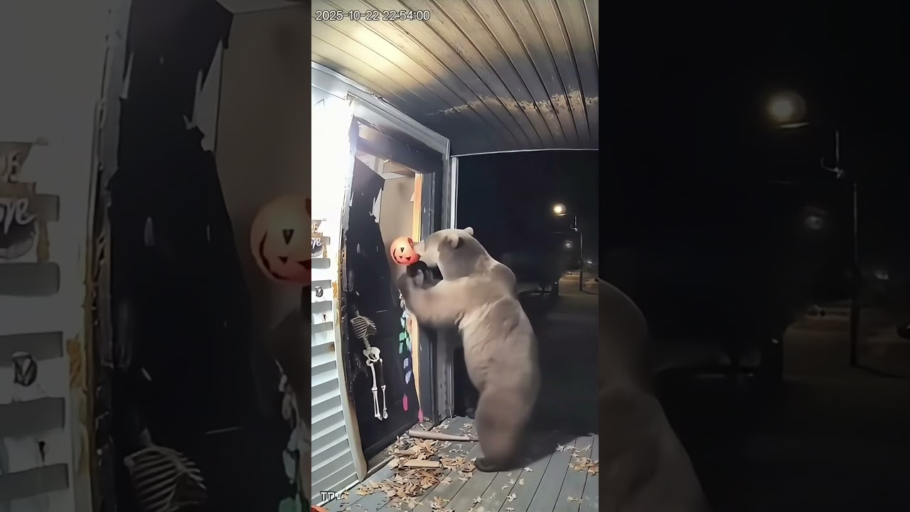 This Bear REALLY Wants Halloween Candy! ⚾🐻