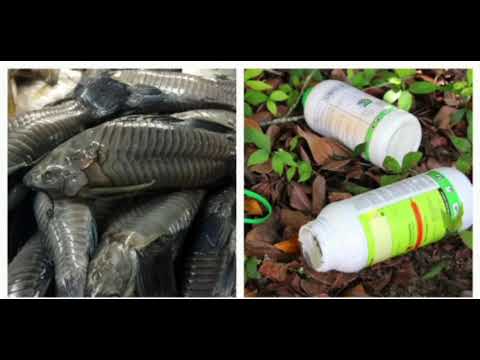 Description or Alt Text