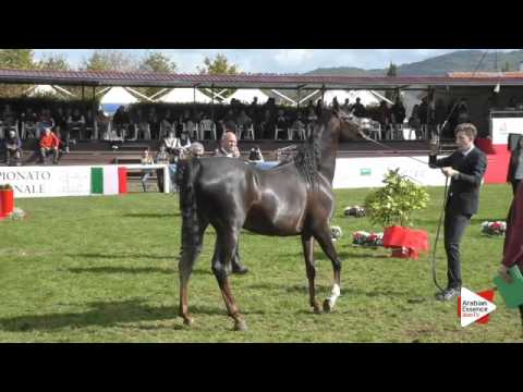 N.31 LB NADIRA - Arezzo 2015 - 4-6 year old mares (Class 4)