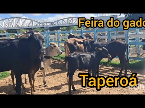 Feira do gado e do bode em Taperoá Paraíba