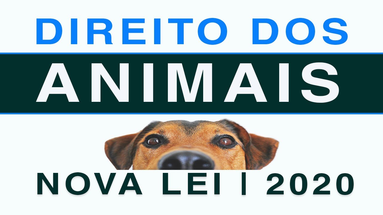 🐶 DIREITO DOS ANIMAIS | NOVA LEI  (2020) | CÃES E GATOS | PET | CACHORRO | DEFENSORES _ SANSÃO