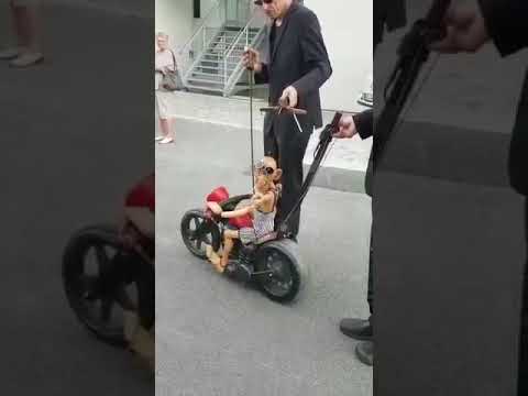 Ventrículo motoqueiro.