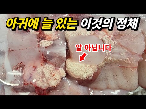 아귀.. 이건 알이 아닌건가?
