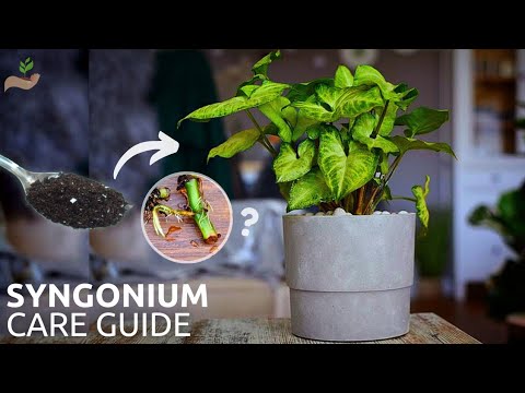 Top 5 Syngonium Plant Care Tips For Maximum Growth! - Pure Greeny.