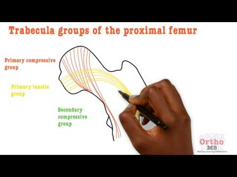 Basic Sciences - Trabecula groups of proximal femur