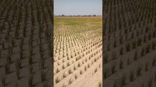 Download lagu DSR 19 day paddy field #farmingtips #farminglife #farming #food #dsr #paddy mp3
