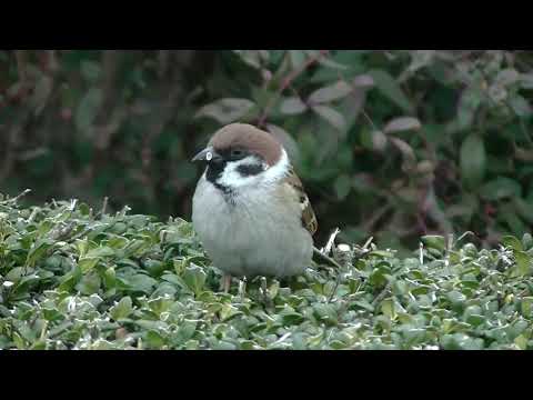 餌を貰いに来るすずめ達  20220208pm 12（帰り道）