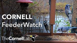 Download the video "Live Birds In 4K! Cornell Lab FeederWatch Cam at Sapsucker Woods"