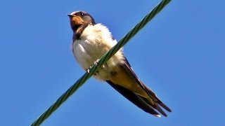 Swallows on A Wire - Swallow Bird - Hirondelle Rustique - Hirondelles