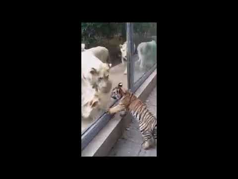 Tiger vs Lion - Lion Fanboy get's his Wish.