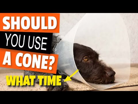 YouTube video about: How long do dogs need to wear cone after neutering?