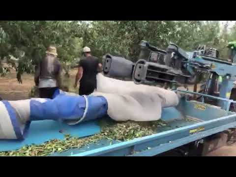 İsrail\'de badem hasat makinesi - Spedo Fruipick