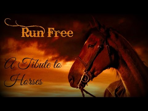Run Free // A Tribute to Horses