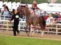 2012 World Missouri Fox Trotter Show Celebration Senior Class Model Stallions Geldings