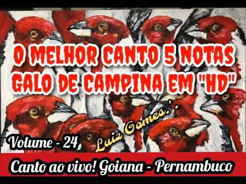 Galo de Campina 5 Notas 02 horas! Melhor Canto da Espécie. AO VIVO EM HD NA FREQUÊNCIA RECOMENDADA.