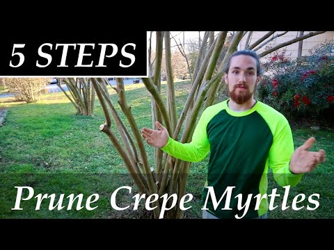 How to Prune a CREPE MYRTLE Tree | 5 Simple STEPS