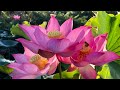Lotus Flower Blooming  Time Lapse/ Pink Single