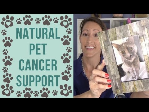 How to Naturally Treat Your Dog or Cat After Cancer Diagnosis for Enhanced Pet Cancer Support