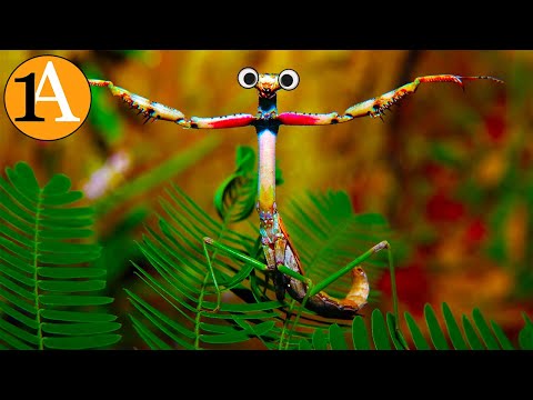 Gottesanbeterin - Kämpft und erlegt Vögel, Schlangen und jedes andere Tier