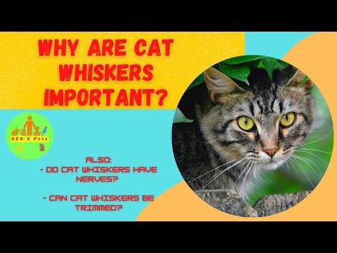 Why are Cat whiskers important? | How long will cat whiskers take to grow back?