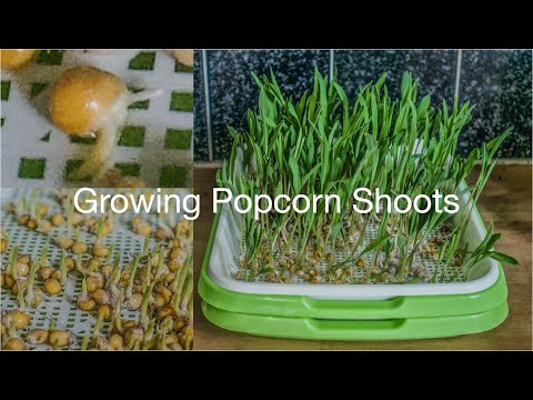 Growing Popcorn Shoots