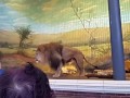Lion Roaring At Lincoln Park