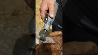 How to grind horns on a boer goat.