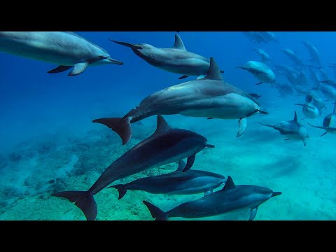 8 hours - Hawaii Dolphins Underwater Relaxing Music - RELAX, SLEEP, MEDITATE | Great Escapes