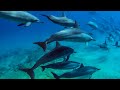 8 Hours - Hawaii Dolphins Underwater Relaxing Music - RELAX, SLEEP, MEDITATE | Great Escapes