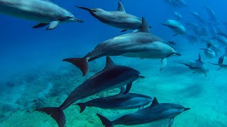 8 hours - Hawaii Dolphins Underwater Relaxing Musi