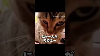 にゃんだテメェ...? ガンを飛ばすネコ #cat #猫 #Shorts #動物