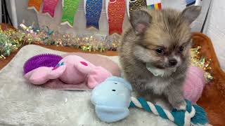 ハーフ犬の動画01