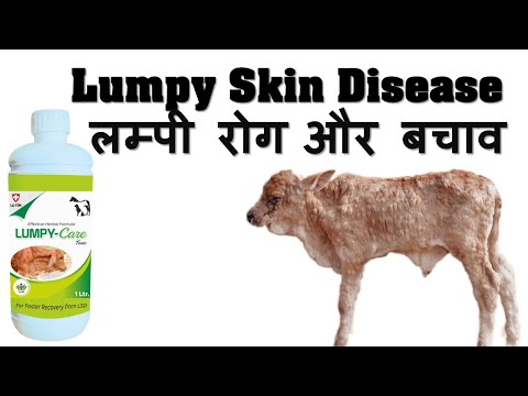 Lumpy Skin Disease Treatment | Lutim Pharma | लम्पी रोग