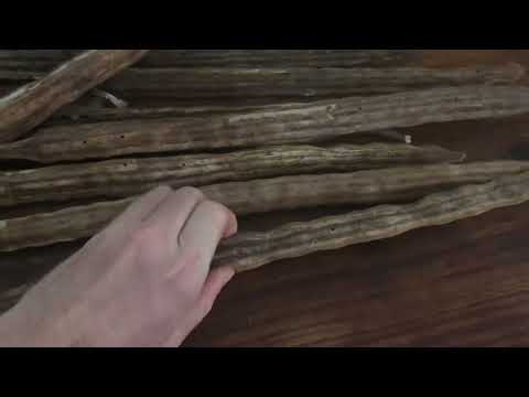 Wasseraufbereitung mit Moringa in Angola