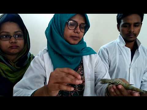 Morphological study of commercially important invertebrates | Appendages of Penaeus monodon