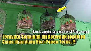 Download lagu Cara Paling simpel ternak Lovebird pake kandang kapsul ‼️ mp3