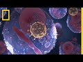 AIDS 101 | National Geographic