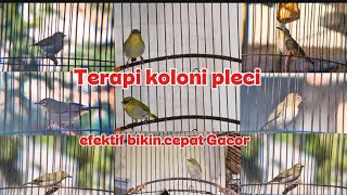 Download lagu Terapi pleci koloni paling ampuh merangsang birahi emosi semua pleci bahan mp3