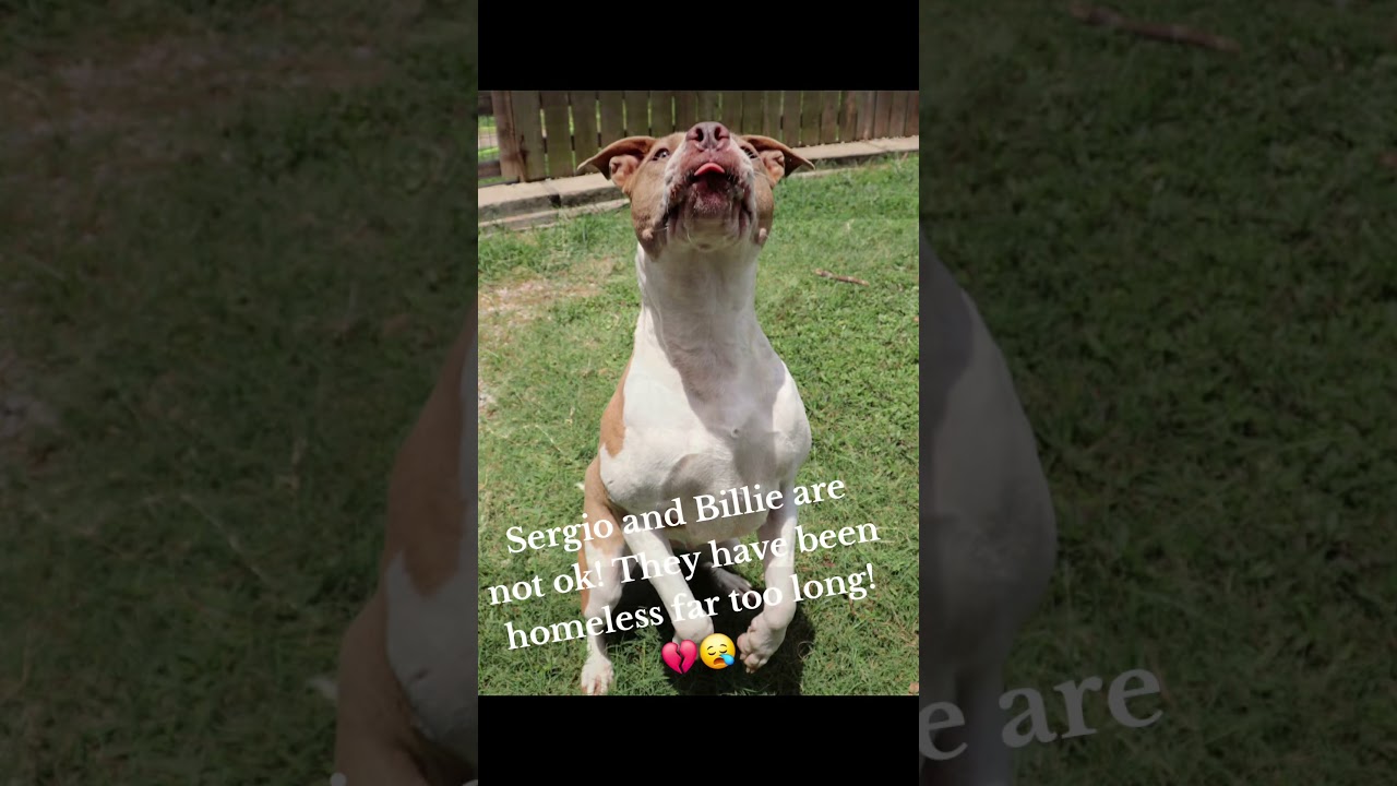 Sergio aka Seth, a Adoptable mixed breed in Tomball, TX video 6/6