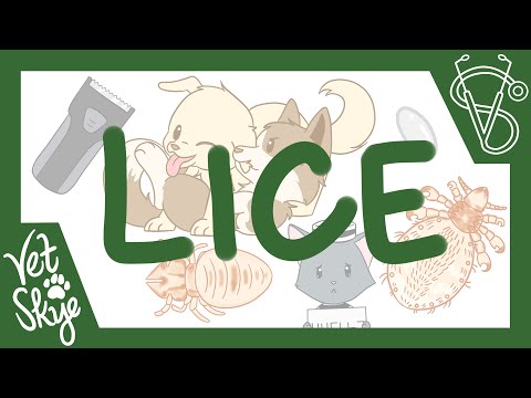 Lice of Dogs and Cats - The MOST Host-Specific Parasite