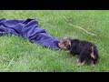 Yorkshire Terrier dogs for sale: Jasper - Video 1