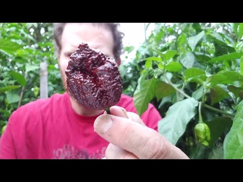 "Chocolate Primo Reaper" Garden Pod