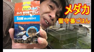 メダカ！留守番ごはん！5日間餌をあげなくても大丈夫なのだ！そう獰猛にね！