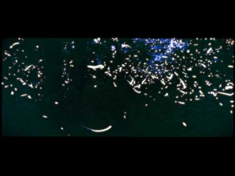 Firefly Long Exposure