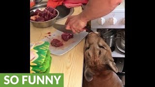 Impatient puma can&#39;t wait for dinner time