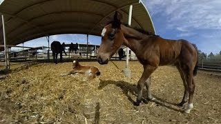 360 Video: New Foals at the UC Davis Horse Barn