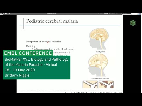 EMBL Keynote Lecture - Targeting CD8+ T cells: A Paradigm Shift in Treating Cerebral Malaria?